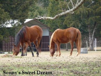 Sonny's Sweet Dream